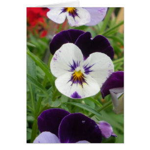 Cartão Fileira dos Pansies