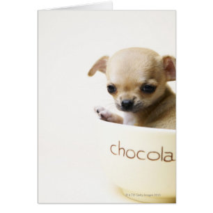 Cartão Filhote de cachorro da chihuahua na bacia