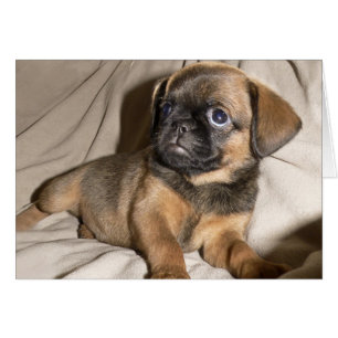 Cartão Filhote de cachorro de Bruxelas Griffon!