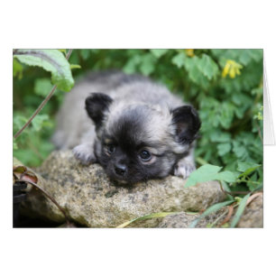 Cartão Filhote de cachorro de cabelos compridos da