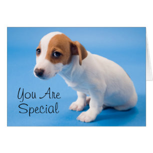 Cartão Filhote de cachorro de Jack Russell