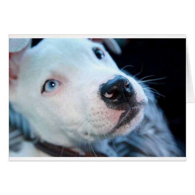 Cartão Filhote de cachorro de Pitbull do bebê (Frente Horizontal)