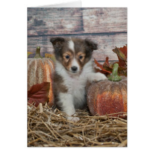 Cartão Filhote de cachorro de Sheltie da queda