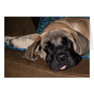 Cartão Filhote de cachorro desproporcionado adorável