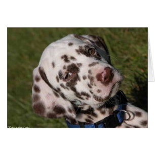 Cartão Filhote de cachorro do Dalmatian do fígado