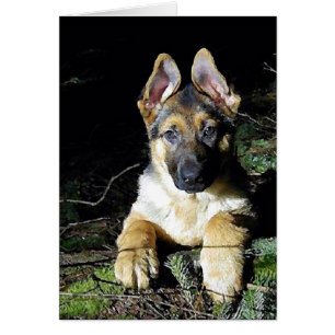 Cartão Filhote de cachorro do german shepherd