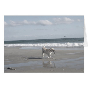 Cartão Filhote de cachorro do salmonete II