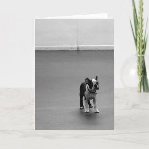 Cartão Filhote de cachorro DRU de Boston Terrier