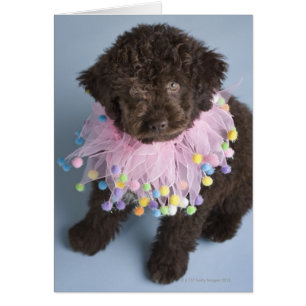 Cartão Filhote de cachorro italiano do cão de água