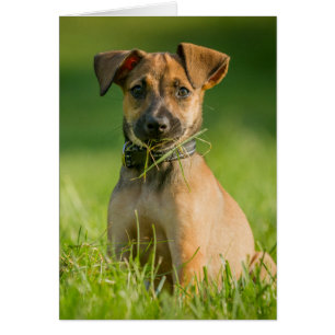 Cartão Filhote de cachorro na grama
