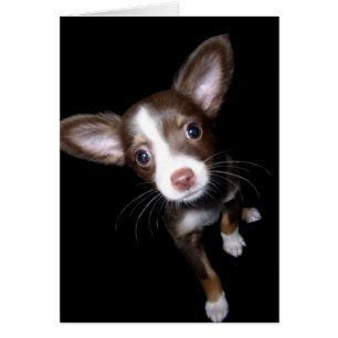 Cartão Filhote de cachorro precioso