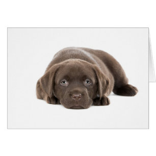 Cartão Filhote de cachorro ultra bonito de Labrador