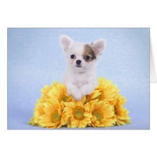 Cartão filhote de Chihuahua