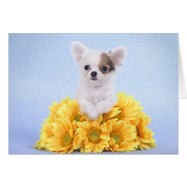 Cartão filhote de Chihuahua (Frente Horizontal)