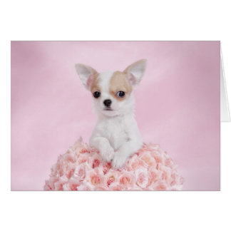 Cartão filhote de Chihuahua