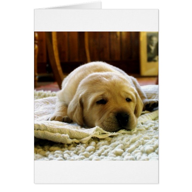 Cartão filhote de laboratório amarelo 2 (Frente)