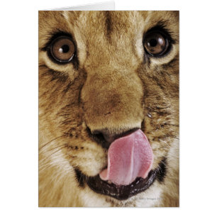 Cartão Filhote de leão (Panthera leo) que lambe o nariz,