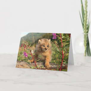 Cartão Filhote de Lince Canadense, Alasca