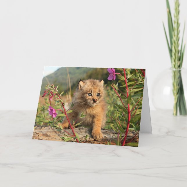 Cartão Filhote de Lince Canadense, Alasca (Frente)