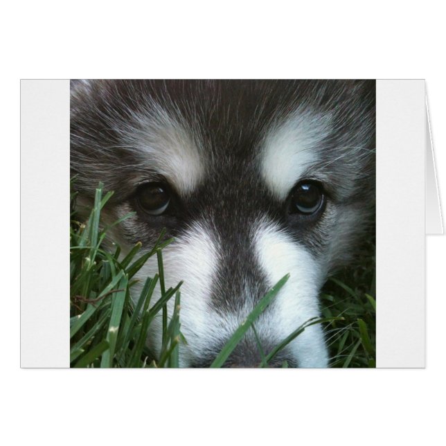 Cartão Filhote de Malamute do Alasca (Frente Horizontal)