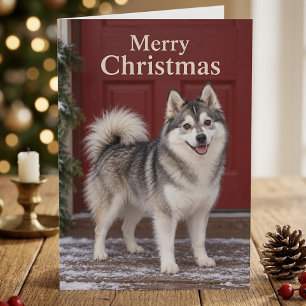 Cartão Filhote de Pomsky Fofo Amante de Cachorro Feliz Na