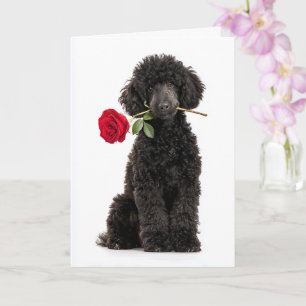 Cartão Filhote de Poodle Preto no Dia dos Namorados – Doc