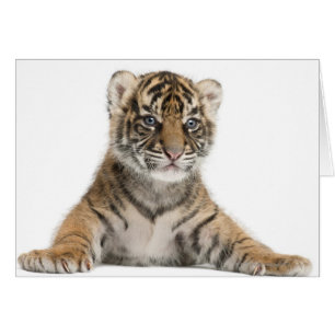Cartão Filhote de tigre de Sumatran