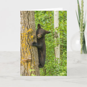 Cartão Filhote de Urso Negro Minnesota