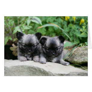 Cartão Filhotes de cachorro de cabelos compridos da