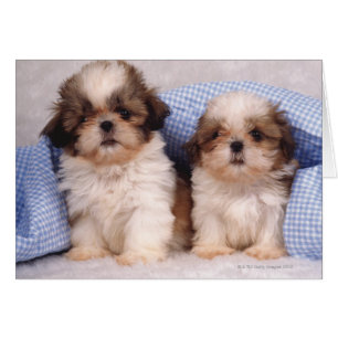 Cartão Filhotes de cachorro de Shih Tzu sob uma cobertura