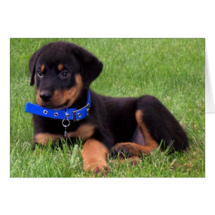 Cartão filhotes de cachorro do rottweiler