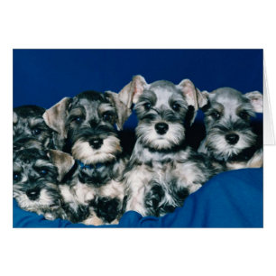 Cartão Filhotes de cachorro do Schnauzer diminuto