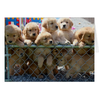 Cartão Filhotes de cachorro dourados
