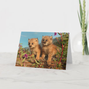 Cartão Filhotes de Lince Canadense, Alasca