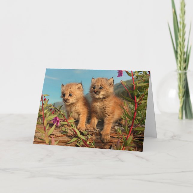 Cartão Filhotes de Lince Canadense, Alasca (Frente)