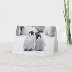 Cartão Filhotes de Pinguim Imperador no Gelo na Antártida