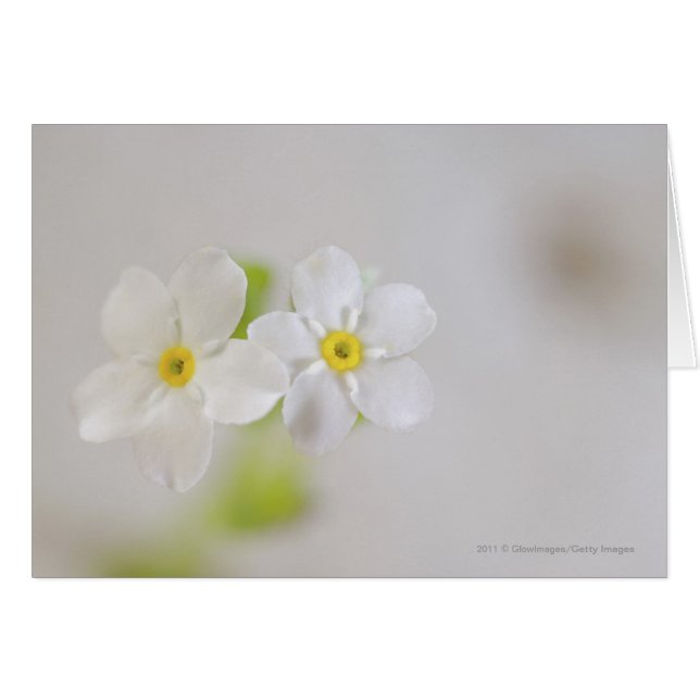 Cartão Fim-acima das flores (Frente Horizontal)