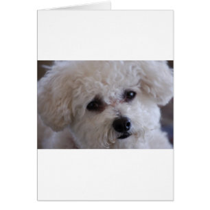 Cartão Fim de Bichon acima