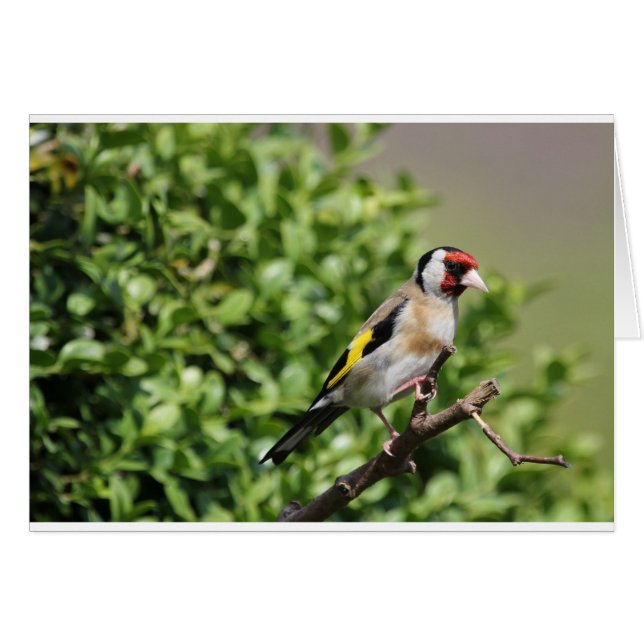 Cartão FInch (Frente Horizontal)