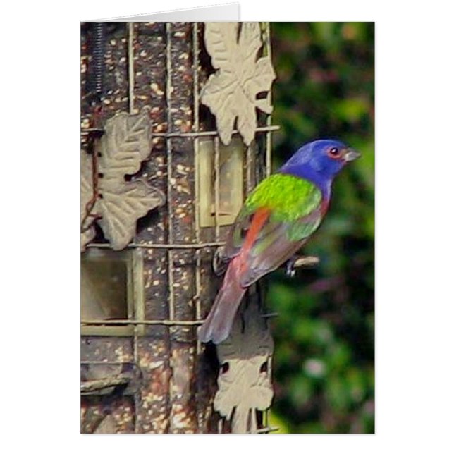 Cartão finch-1-fev5-06 (Frente)