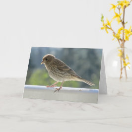 Cartão Finch no Sol da Manhã.