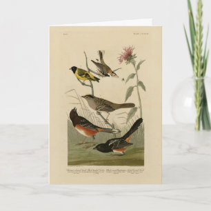 Cartão Finch, Towhere, Sparrow, Pássaros da América de Au