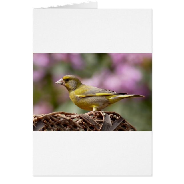 Cartão Finch Verde (Frente)