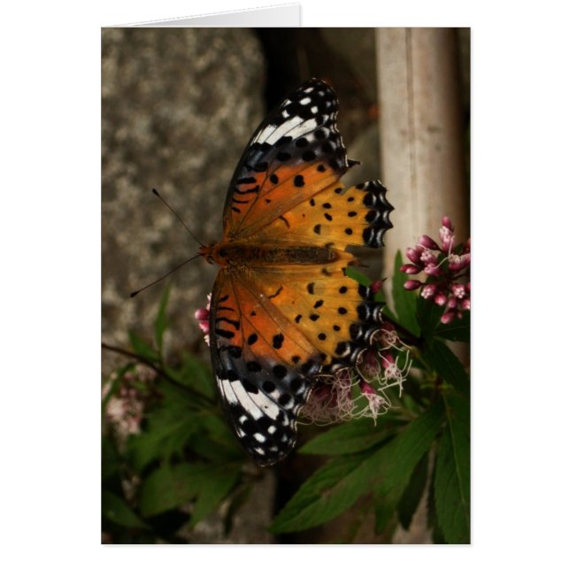 Cartão Finlandês-Hyvää Syntymäpäivää-butterfly (Frente)