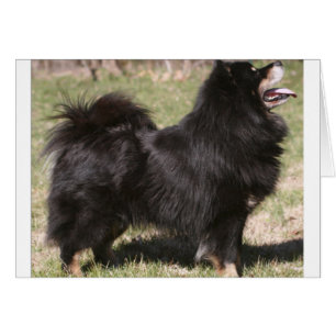 Cartão finlandês lapphund cheio.png