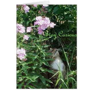 Cartão Fique curioso