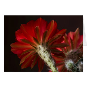 Cartão Firelight toda ao redor