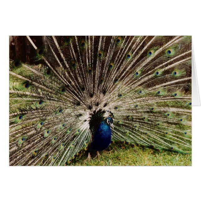 Cartão Fireworks (Frente Horizontal)