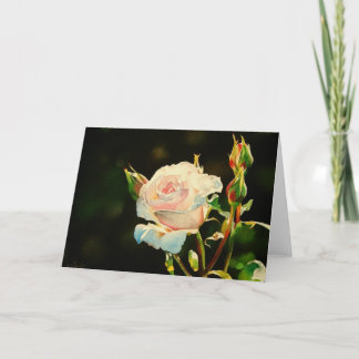 Cartão First Light Rose Greeting Card