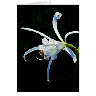 Cartão Fitas peruanas do branco do Daffodil